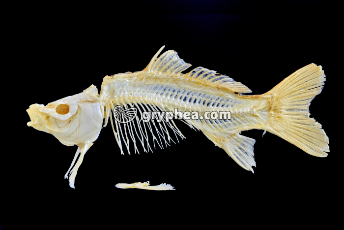 Squelette de poisson osseux (Carpe) - gryphea.com